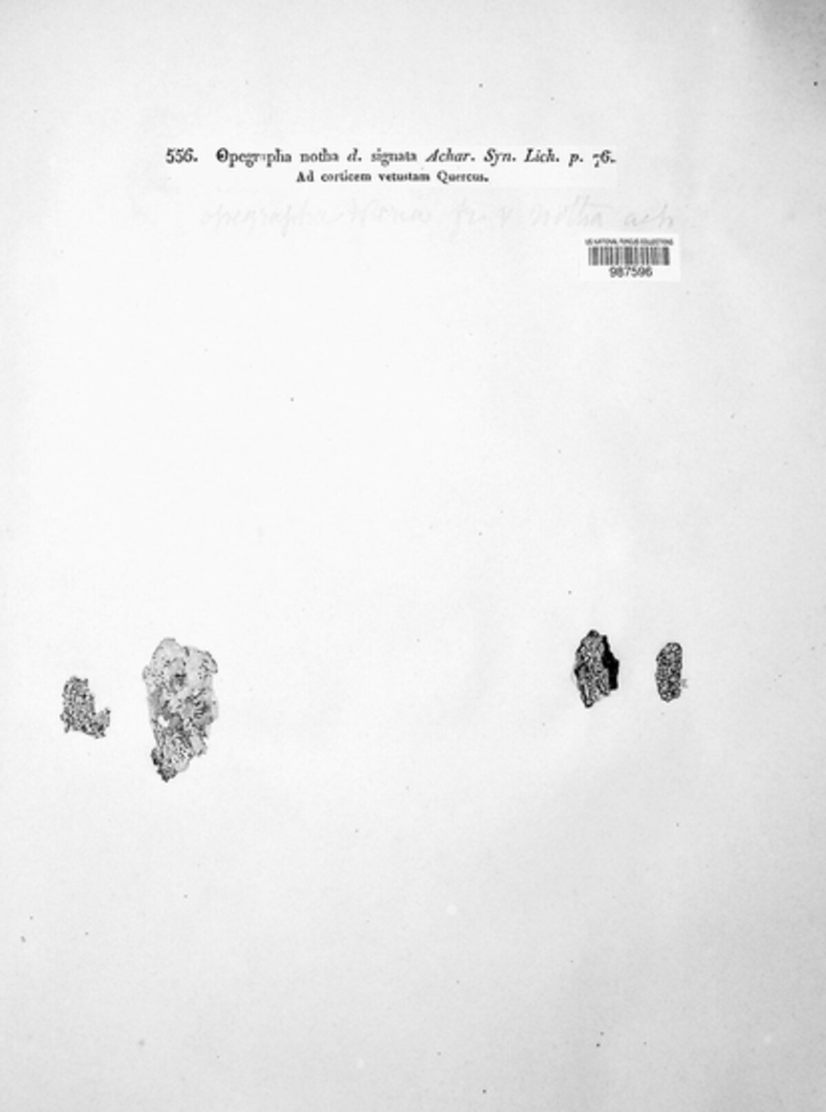 Alyxoria lichenoides image